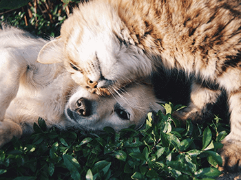 Kissa rentoutuu vihreällä nurmikolla, edistäen E-oppimismoduulia kroonisen munuaissairauden ravitsemushallinnasta.