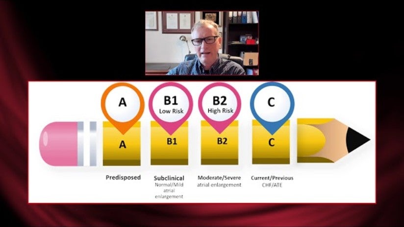 Purina Symposium 2020 – Dr. Luca Ferasin – Masterclass