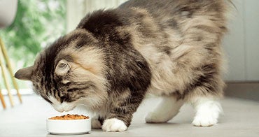 Egg product ingredient containing anti-Fel d 1, lowers Fel d 1 levels in cat saliva