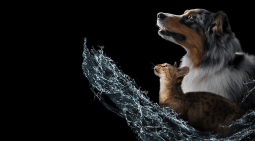 Australian Shepherd -koira ja kissa, joita seuraa vesiteemainen kuva, jossa on Water Intake Calculator -työkalu.