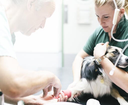 Sairaanhoitajien akatemia