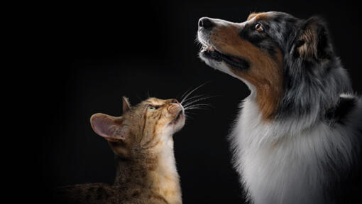 Tutustu PRO PLAN® -tuotteiden koko valikoimaan kissoille ja koirille ja tue potilaitasi tarjoamalla heille optimaalisia ravin