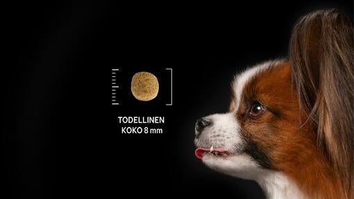 Pieni koira ja 8 mm kokoinen nappula mustalla taustalla