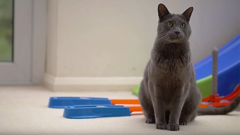 Rachelin ja Enzon tarina | Meet Purina