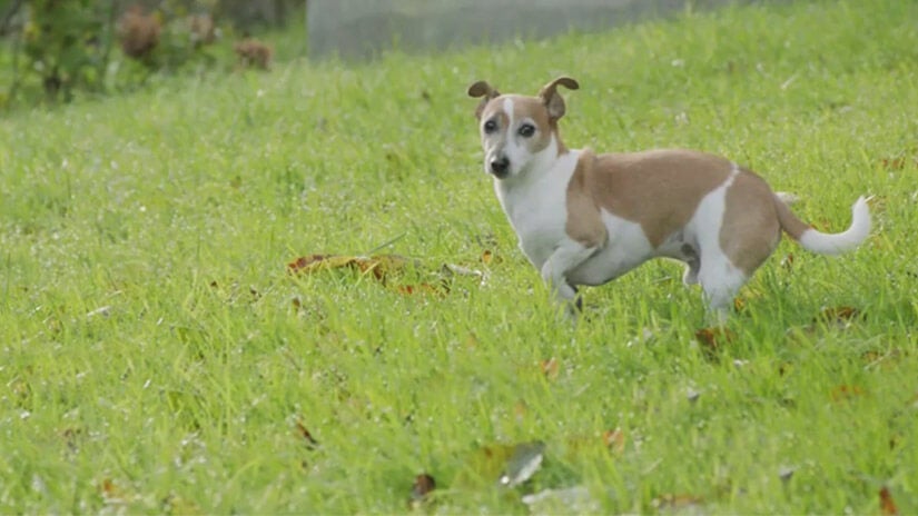 Lemmikit ja ihmiset voivat paremmin yhdessä | Meet Purina